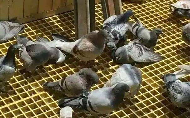 洪江淺談玻璃鋼格柵板顏色分類