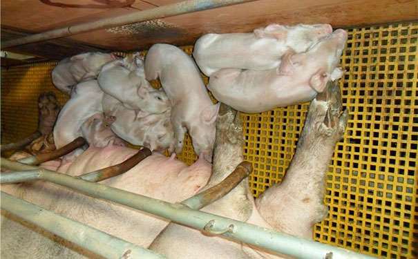 玻璃鋼耐腐蝕格柵板