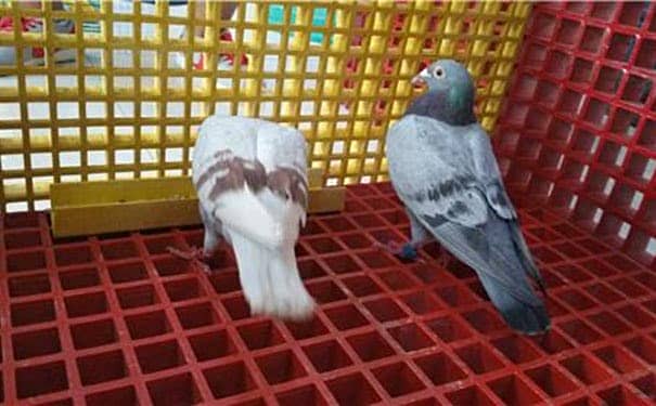江蘇玻璃鋼格柵板型號