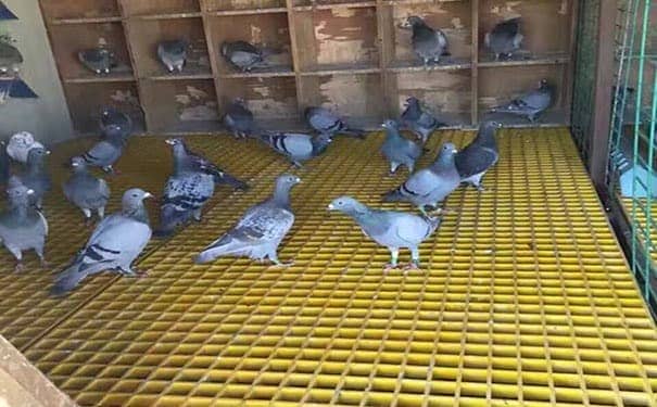 優品玻璃鋼格柵板廠家