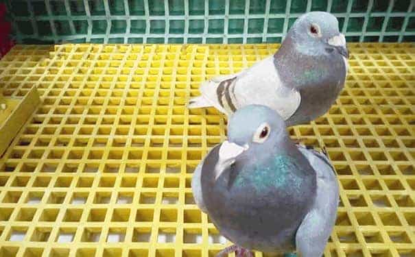 玻璃鋼格柵板如何套取定額