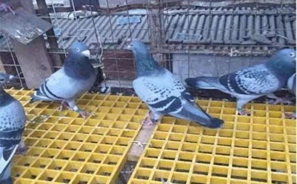 格柵安裝
